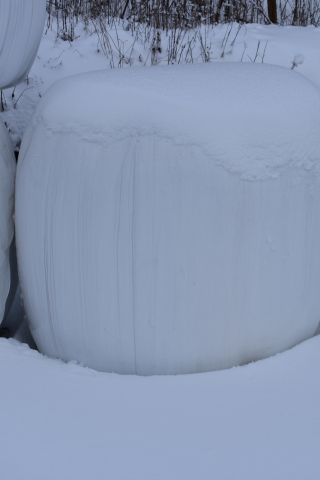 527404-5 OBS! UTGÅTT! Ensilage, 31 st balar