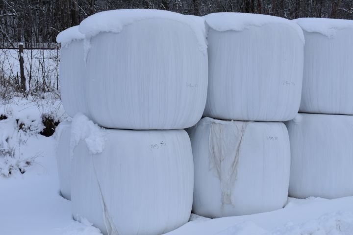 527404-7 OBS! UTGÅTT! Ensilage, 31 st balar