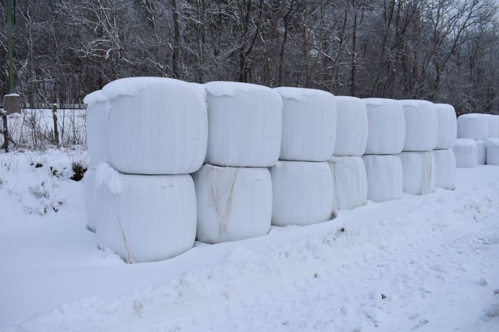 527404-1 OBS! UTGÅTT! Ensilage, 31 st balar