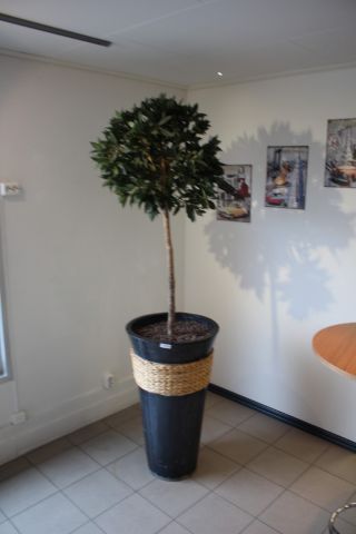 547289-2 Prydnadsväxter 5st