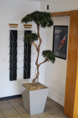 547289-4 Prydnadsväxter 5st