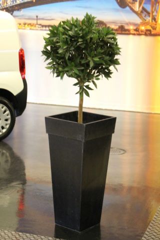 547289-5 Prydnadsväxter 5st