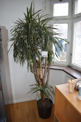 593954-1 Yuccapalm konstgjord