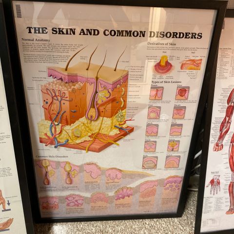 691098-2 Posters, human body 8 pcs