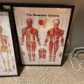 691098-3 Posters, human body 8 pcs