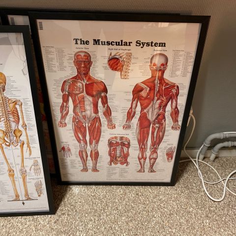 691098-3 Posters, human body 8 pcs