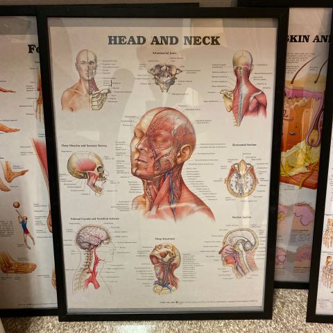 691098-4 Posters, human body 8 pcs