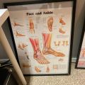 691098-5 Posters, human body 8 pcs