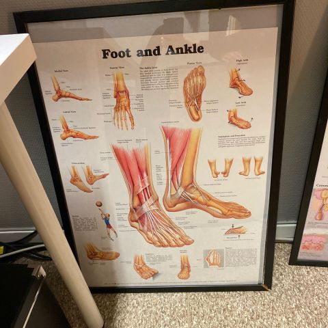 691098-5 Posters, human body 8 pcs