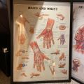 691098-6 Posters, human body 8 pcs