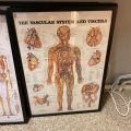 691098-7 Posters, human body 8 pcs