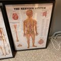 691098-8 Posters, human body 8 pcs