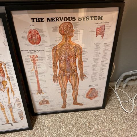 691098-8 Posters, human body 8 pcs