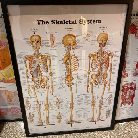 691098-9 Posters, human body 8 pcs