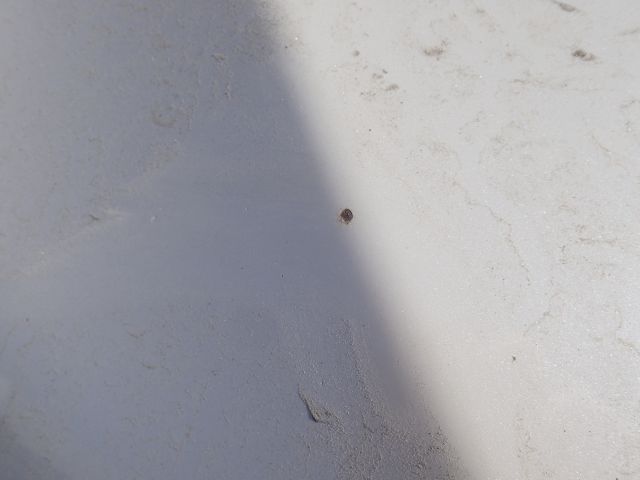 753071-28 SUBARU, BM/BR LEGACY, 2014, 170 hk