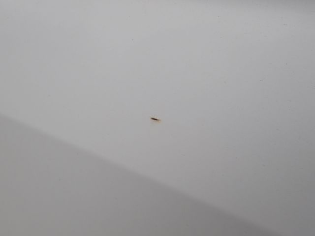 753156-15 MERCEDES-BENZ MB SPRINTER, 2016,. Transport service bus. Reg no. WHR455