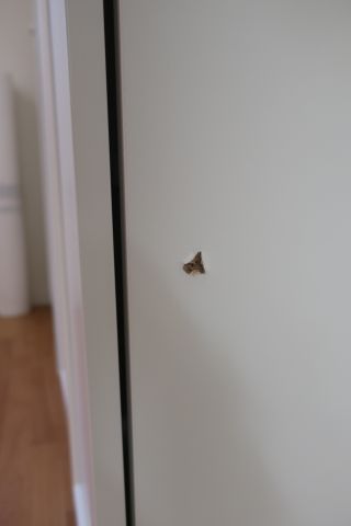 793275-8 Vitrinskåp IKEA Oxberg 2st