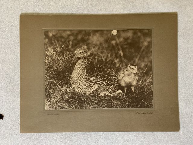 712000-2 Bengt Berg bird studies, 5 leaf photography