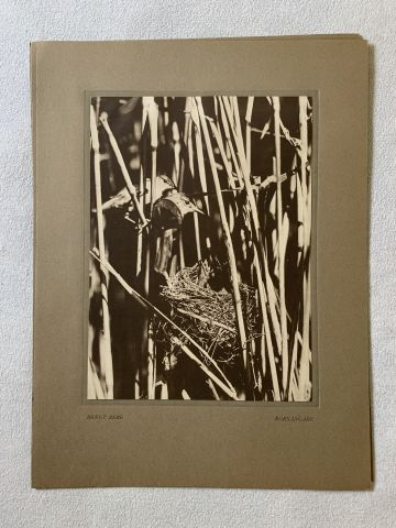 712000-3 Bengt Berg bird studies, 5 leaf photography