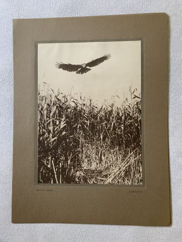 712000-4 Bengt Berg bird studies, 5 leaf photography