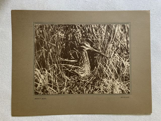 712000-5 Bengt Berg bird studies, 5 leaf photography