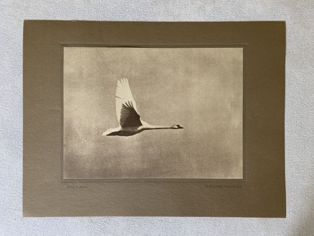 712000-6 Bengt Berg bird studies, 5 leaf photography