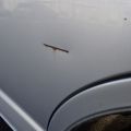 753409-41 TOYOTA HIACE, 2007, Reg no. TAT500 #no sales #