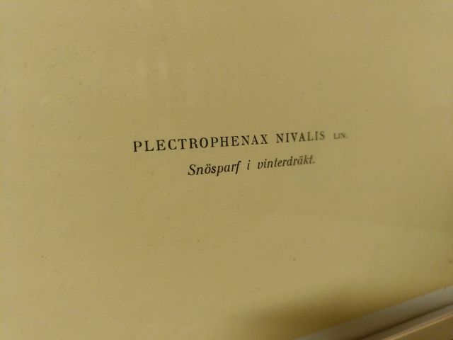 825912-3 Lithographic Print A Börtzells TR. AB Stockholm