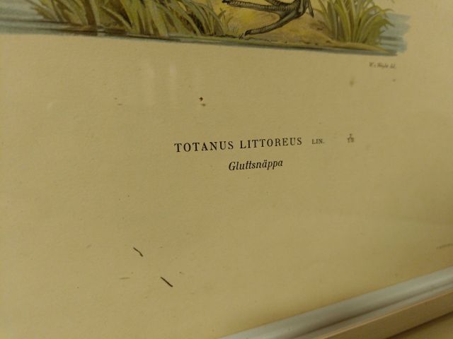 825912-5 Lithographic Print A Börtzells TR. AB Stockholm