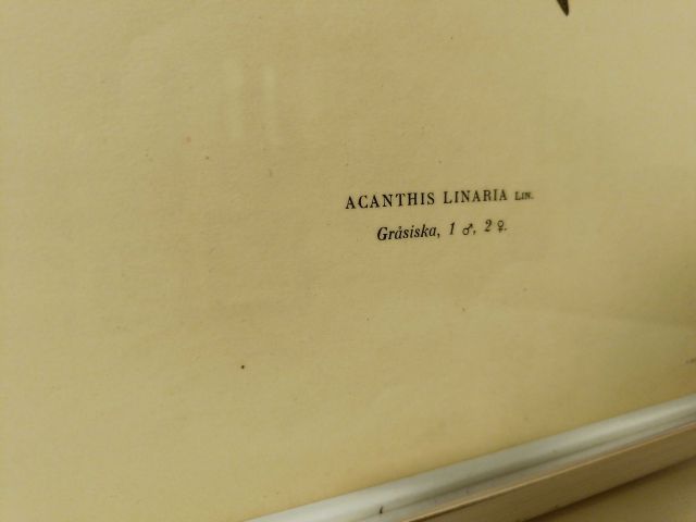 825912-7 Lithographic Print A Börtzells TR. AB Stockholm