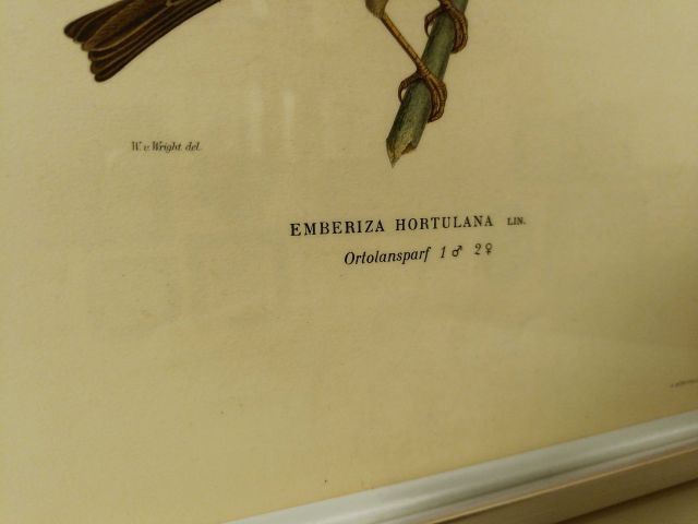 825912-11 Lithographic Print A Börtzells TR. AB Stockholm