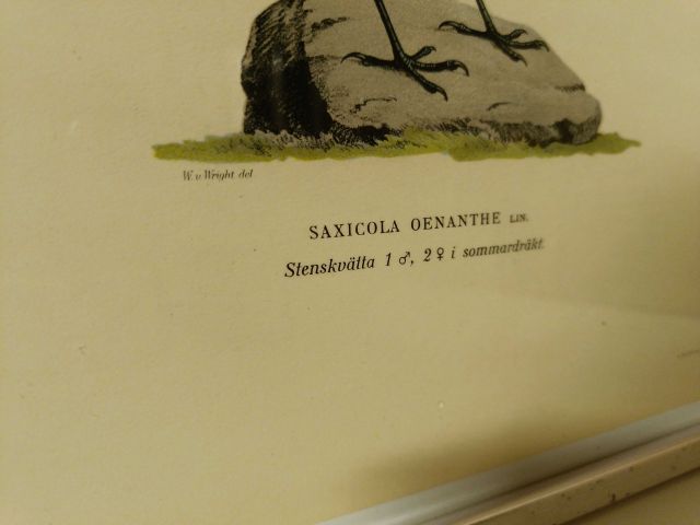 825912-13 Lithographic Print A Börtzells TR. AB Stockholm