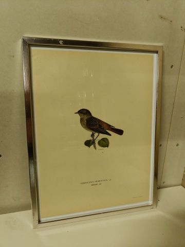 825912-14 Lithographic Print A Börtzells TR. AB Stockholm