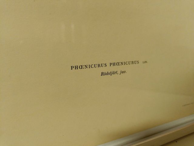 825912-15 Lithographic Print A Börtzells TR. AB Stockholm