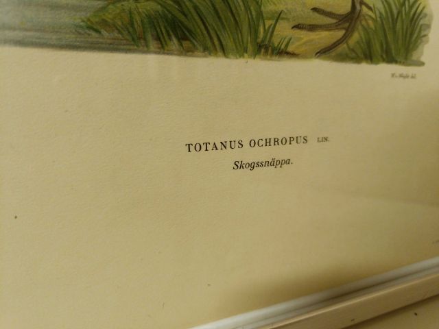 825912-17 Lithographic Print A Börtzells TR. AB Stockholm