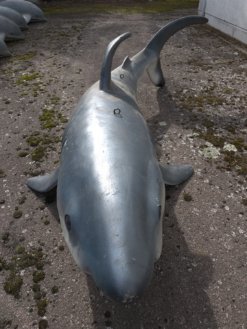 943110-4 Hanging shark