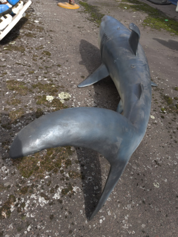 943110-5 Hanging shark