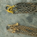 928507-6 Two lifting chains
