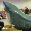 965732-11 Mega Shark / Shark 6.3 Meters Long