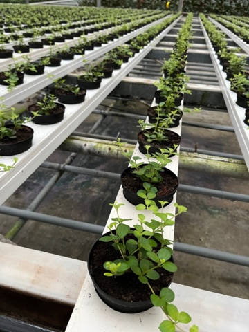 974155-1 Linspeperomia ca 5000 st