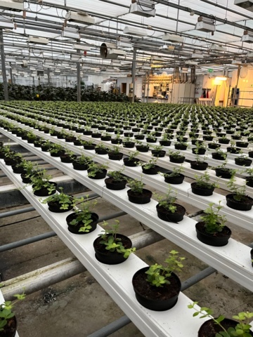 974155-2 Linspeperomia ca 5000 st