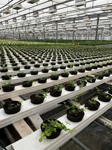 974155-3 Linspeperomia ca 5000 st