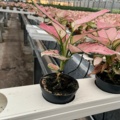 974161-1 Aglaonema Gilli Red approx. 1000 pcs