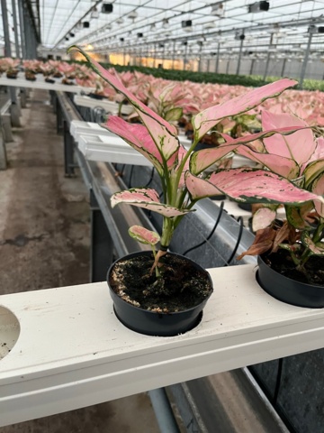 974161-1 Aglaonema Gilli Red approx. 1000 pcs