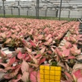 974161-2 Aglaonema Gilli Red approx. 1000 pcs