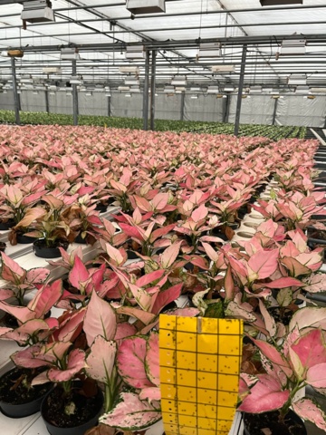 974161-2 Aglaonema Gilli Red approx. 1000 pcs