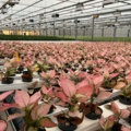 974161-3 Aglaonema Gilli Red approx. 1000 pcs