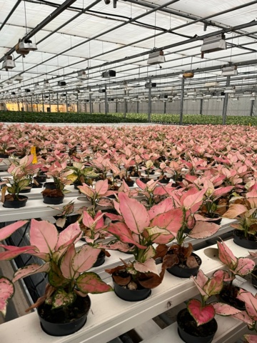 974161-3 Aglaonema Gilli Red approx. 1000 pcs