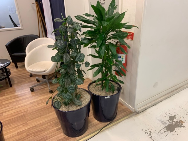 956237-1 2 plants in large blue glazed clay pots