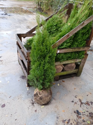 40 hedge plants - Thuja "Emerald" 125-150cm - PS Auction - We value the  future - Largest in net auctions